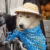【動画】急に雨が！おじいちゃんが犬に取った行動とは！？